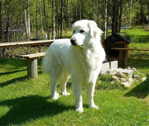 mahusay na pyrenees