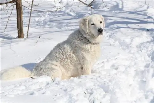 Kuvasz