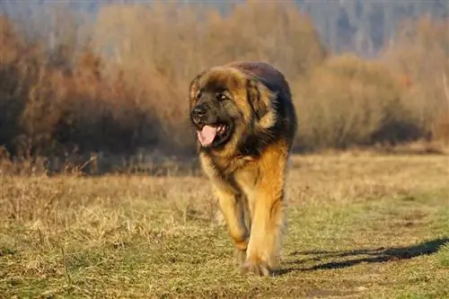 leonbergers