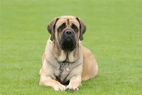 Engelse Mastiff-hond op die gras