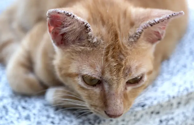 orange katt med skorpig öra på grund av ringormsvamp