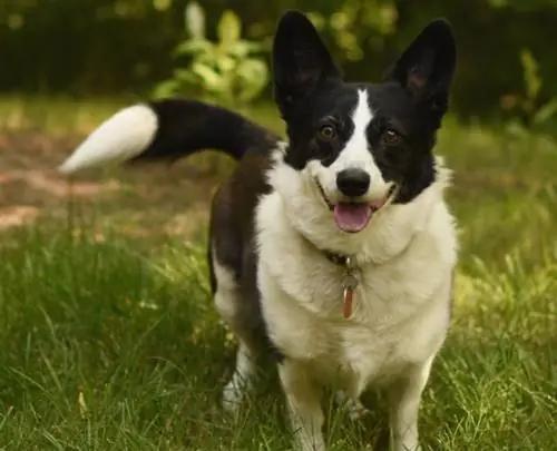 Borgi border kólia corgi mix