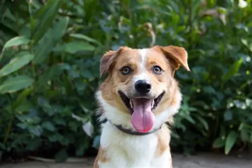 Borgi (Bordercollie & Corgi Mix) Tietoja, kuvia, faktoja, piirteitä