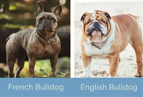 Francúzsky buldog vs anglický buldog bok po boku