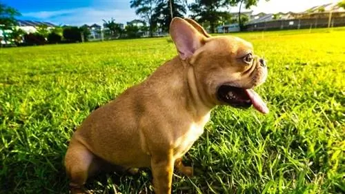 French Bulldog kumpara sa English Bulldog