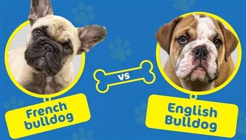 Fransk Bulldog vs Engelsk Bulldog: Forskellene (med billeder)