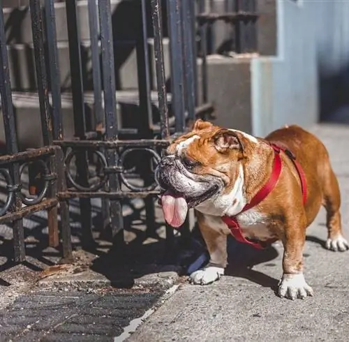 French Bulldog