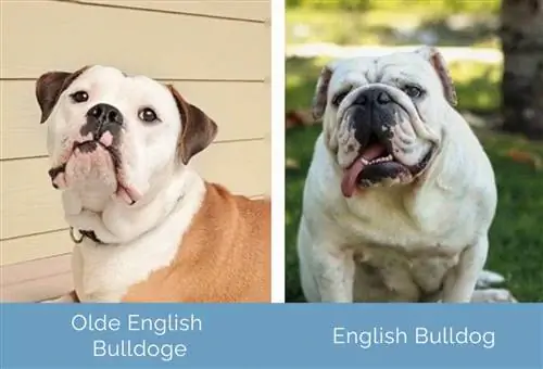 Olde English Bulldoge gegen Englische Bulldogge