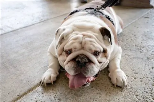 Gelukkige Engelse Bulldog die op een betonnen loopbrug ligt met een harnas en riem aan