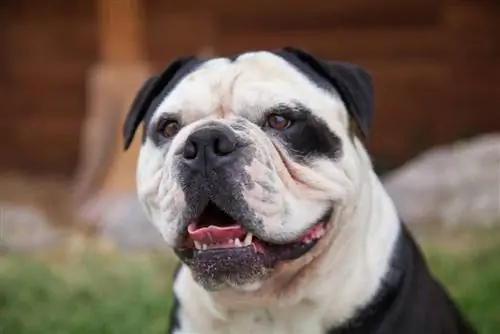 vanha englantilainen bulldogge hymyilee