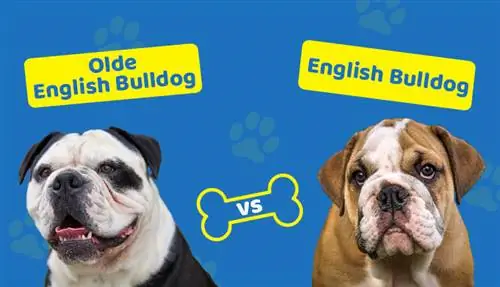 Olde Engelse Bulldogge versus Engelse Bulldog: de verschillen (met afbeeldingen)