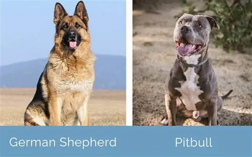 Deutscher Schäferhund vs. Pitbull nebeneinander