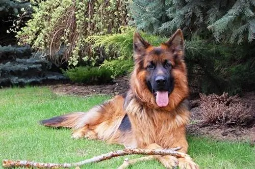 ntev plaub hau German shepherd aub