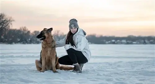 Deutscher Schäferhund sitzt im Winter neben einer Frau