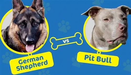 Deutscher Schäferhund vs. Pitbull: Die Unterschiede (mit Bildern)