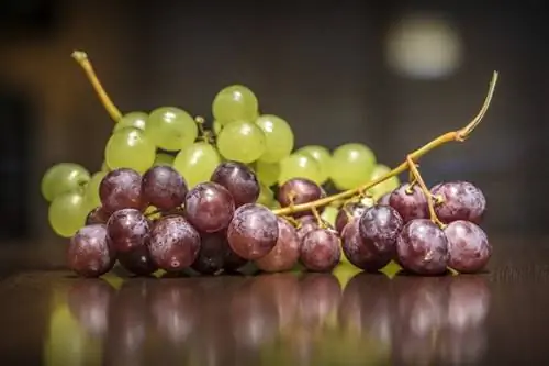 ¿Los Shih Tzu pueden comer uvas? Lo que dice la ciencia