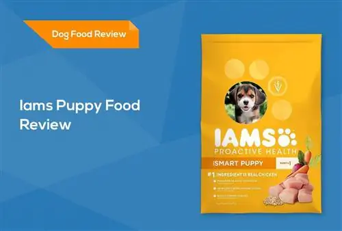 Iams Puppy Food Review 2023: Muistutukset, plussat & Miinukset