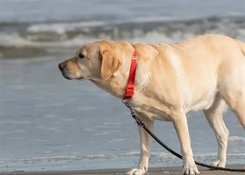 Sariq labrador retriever Nyu-Jersidagi Avalon sohilida turibdi