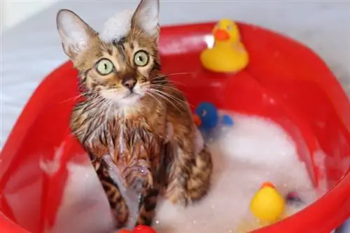 gatto che fa il bagno