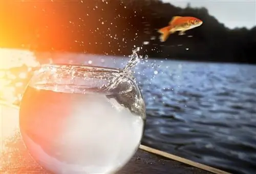 poisson qui saute du bol