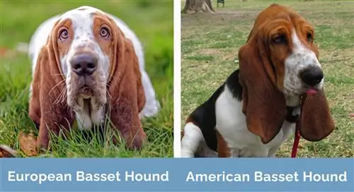 Europejski kontra amerykański Basset Hound obok siebie