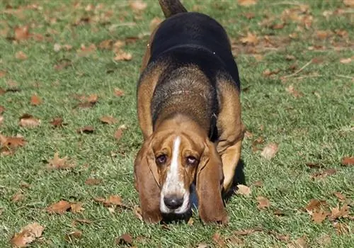 basset hound dog rastrea un olor