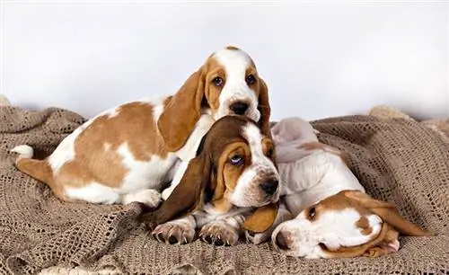 cachorros basset hound europeo