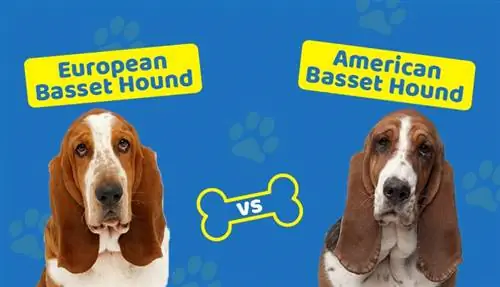 Basset Hound européen vs américain : les principales différences (avec photos)