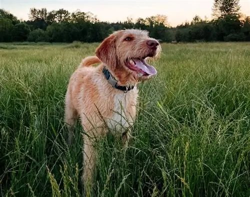 F1 labradoodle በሳሩ ላይ ቆሞ