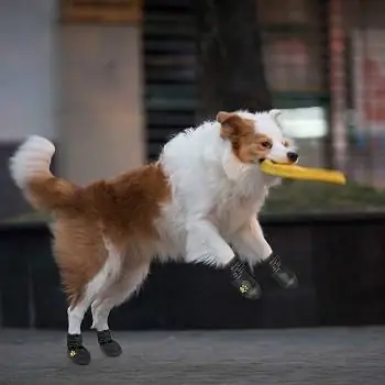 Booties Anjing PUPWE, Sepatu Anjing, Sepatu Outdoor Anjing