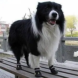 9 Pinakamahusay na Dog Boots para sa Pavement sa Tag-init 2023 – Mga Review & Mga Nangungunang Pinili