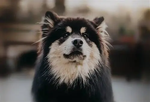 Swedish Lapphund