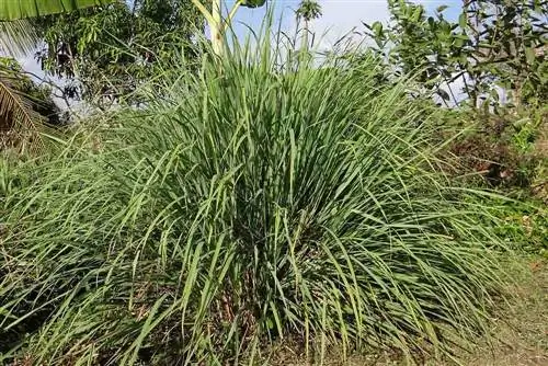 Herba de llimona