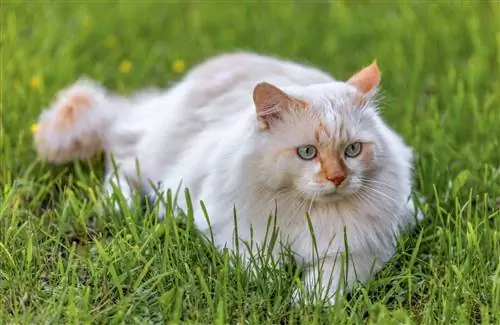 Tanawin sa harap ng Turkish Van Cat