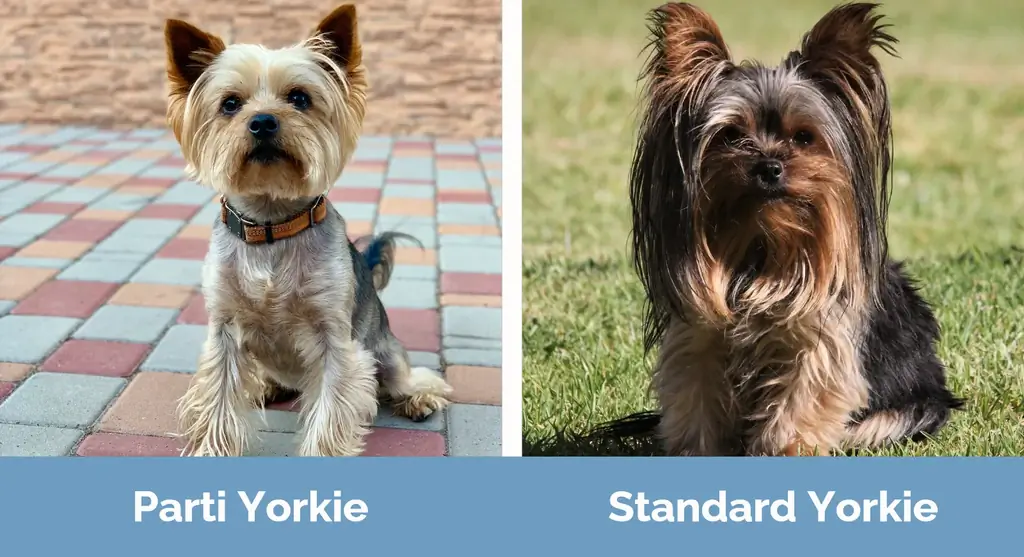 Parti Yorkie vs Standard Yorkie - Dallimet vizuale