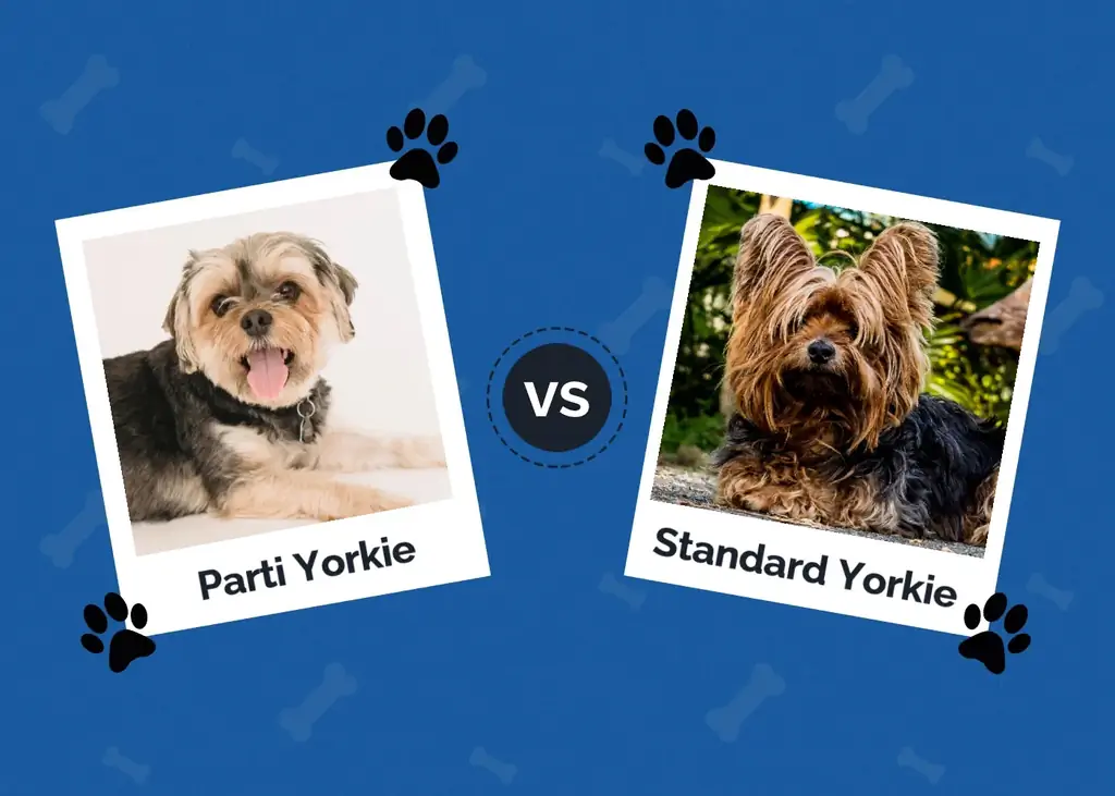 Parti vs Standard Yorkie: Ang Mga Pangunahing Pagkakaiba (May Mga Larawan)