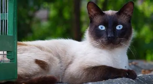 gato balinês hipoalergênico