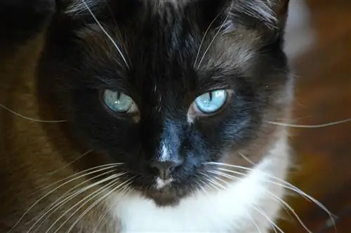 Gatto con le racchette da neve dagli occhi azzurri