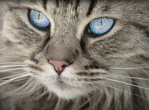 12 kattenrassen met blauwe ogen (met foto's)