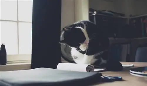 gato preto e branco se arrumando enquanto está sentado no papel