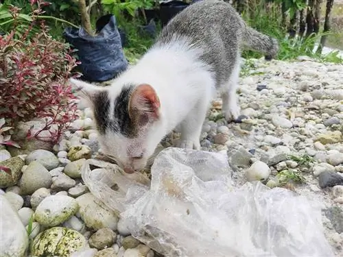 plastik kokan kedi