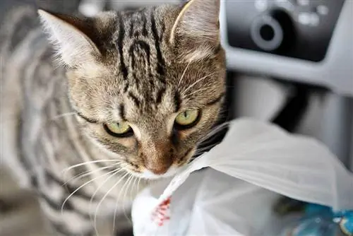 Waarom houden katten ervan om plastic te likken? 6 waarschijnlijke redenen