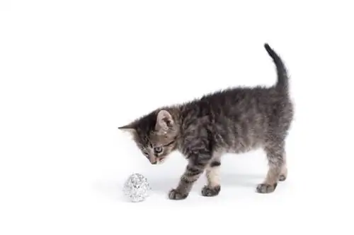 gato brincando com bola de papel alumínio