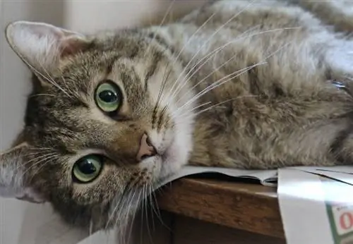 gatto soriano con gli occhi verdi sdraiato sul tavolo