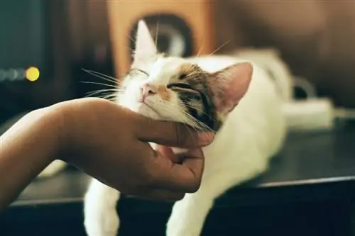 personne frottant le menton d'un chat blanc