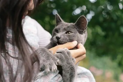 Барышня чешет кошке подбородок