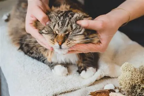 pusa massage rub