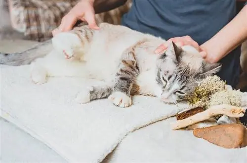 Massage van de achterpoot van de kat