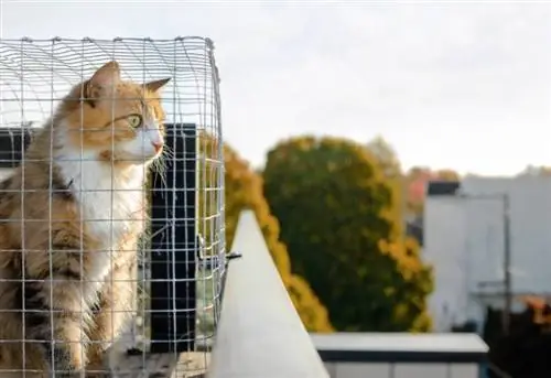 Katze sitzt im Catio und schaut nach draußen