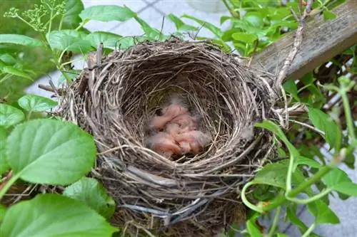 Vogelnesten beschermen tegen katten (10 tips & trucs)